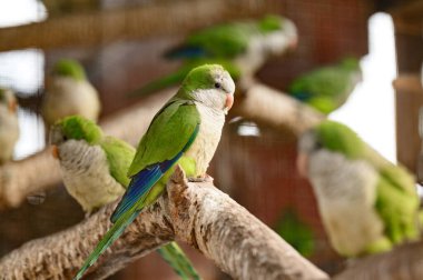 Hayvanat bahçesi kafeslerindeki papağan, renkli ve komik kuşlar, sıcak seven kuşlar. yeni