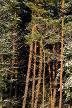Parkta karla kaplı ağaçlar, kışın manzarası ve karla kaplı orman, sonsuz yeşil orman..