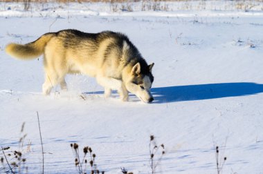 Tarlada koşan Husky, karlı yollar ve köpek, safkan köpek ırkı.