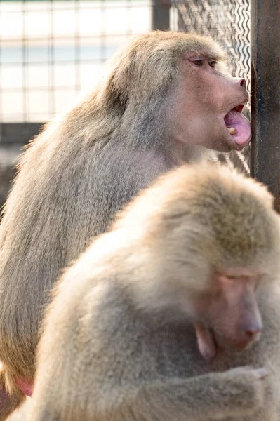 Babouin Hamadryad Dans Zoo Vie Animal Captivité Primates — Photo