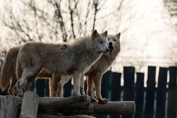 Gruppo Lupi Bianchi Uno Zoo Predatore Bianco Lupi Ululanti — Foto Stock