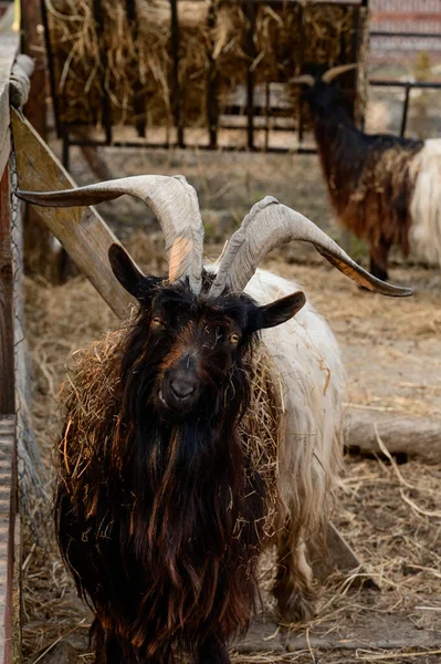 Cabra Galesa Con Cuernos Grandes Afilados Zoológico Con Animales Inusuales —  Fotos de Stock