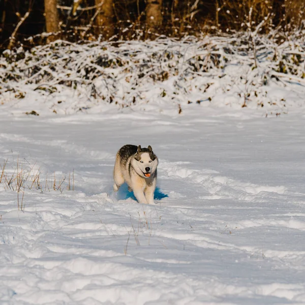 Inverno Cão Husky Uma Caminhada Pulando Neve Cão Trenó — Fotografia de Stock