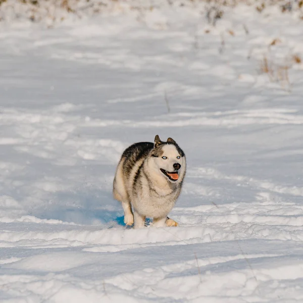 Kış Köpek Yürüyüşe Çıkmış Karda Zıplıyor Kızak Köpeği — Stok fotoğraf