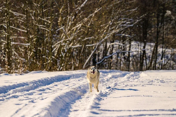 Ένας Σκύλος Περπατάει Χειμώνα Ένας Σκύλος Τρέχει Στο Χιόνι Ένα — Φωτογραφία Αρχείου