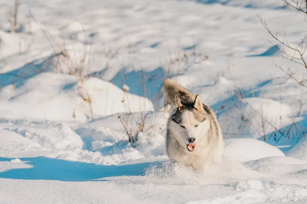 Gelukkige Hond Tijdens Een Winterwandeling Husky Sledehond Hond Spelen Sneeuw — Stockfoto