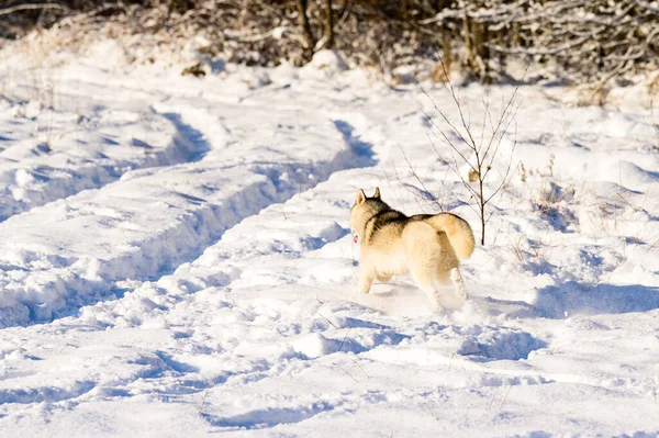 Glücklicher Hund Beim Winterspaziergang Husky Schlittenhund Spielender Hund Schnee Waldspaziergang — Stockfoto