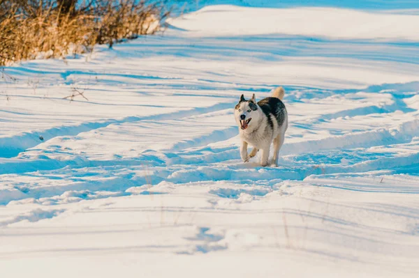 Husky Biegnie Śnieżnej Drodze Śladach Transportu Lesie Dzikiej Przyrody Sezonie — Zdjęcie stockowe