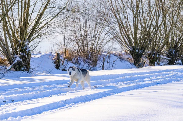 Husky Runs Snowy Road Traces Transport Forest Wildlife Winter Season — Stock Photo, Image