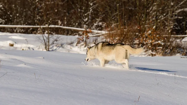Tiere Freier Wildbahn Huskys Auf Winterjagd Winterspiele Für Hunde — Stockfoto