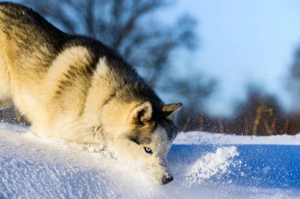 Sibiřský Husky Saně Pes Roztomilý Poslušný Mazlíčci Portrét Psa Sněhu — Stock fotografie