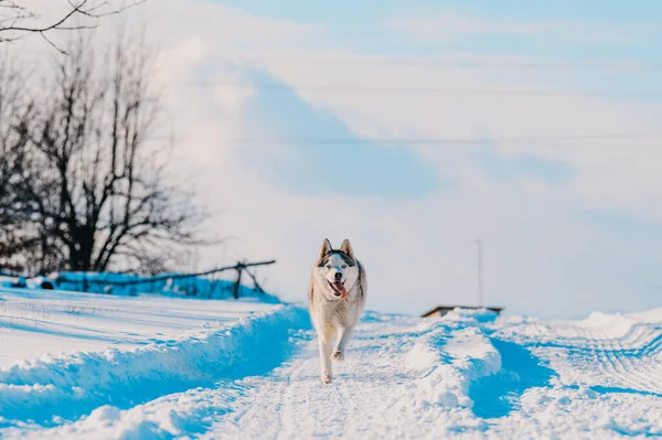 Husky Joggen Het Veld Besneeuwde Wegen Hond Rasechte Hond Ras — Stockfoto
