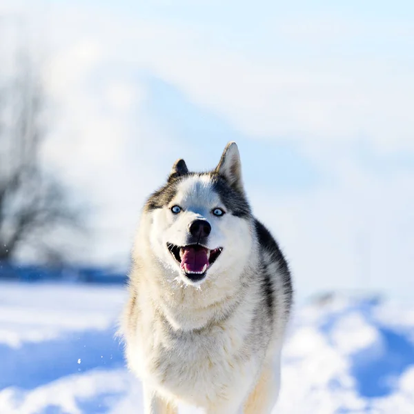 Husky Τζόκινγκ Στο Πεδίο Χιονισμένο Δρόμους Και Σκυλί Καθαρόαιμο Ράτσα — Φωτογραφία Αρχείου
