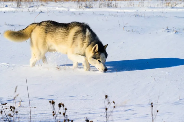 Husky Joggen Feld Verschneite Straßen Und Hund Reinrassige Hunderasse — Stockfoto