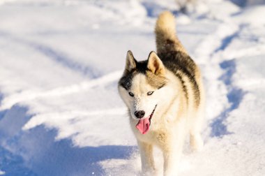 Kış yürüyüşü sırasında mutlu bir köpek, boğuk bir kızak köpeği, karda köpek oyunu, ormanda yürüme.