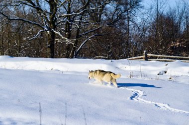 Sibirya Husky kızak köpeği, sevimli ve itaatkar hayvanlar, karda bir köpeğin portresi..