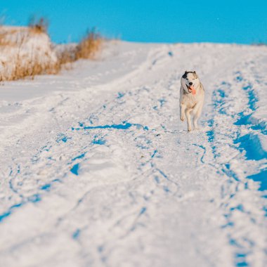 Tarlada koşan Husky, karlı yollar ve köpek, safkan köpek ırkı.