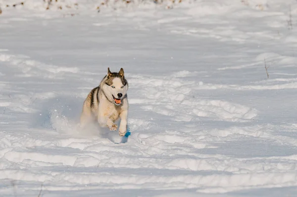 Inverno Cão Husky Uma Caminhada Pulando Neve Cão Trenó — Fotografia de Stock