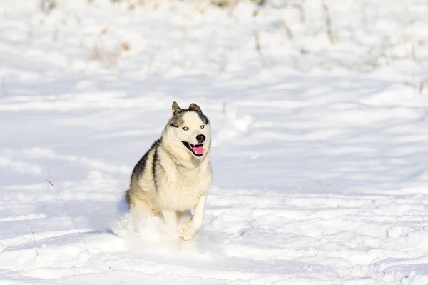 Cão Caminha Inverno Cão Correndo Neve Animal Estimação Feliz — Fotografia de Stock