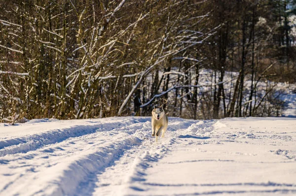 Ένας Σκύλος Περπατάει Χειμώνα Ένας Σκύλος Τρέχει Στο Χιόνι Ένα — Φωτογραφία Αρχείου