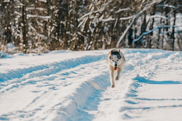 Dog Walks Winter Dog Running Snow Happy Pet — Stock Photo, Image