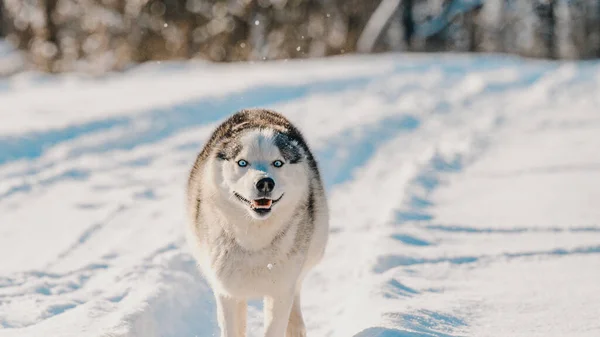 Cane Felice Durante Una Passeggiata Invernale Cane Husky Slitta Giocare — Foto Stock