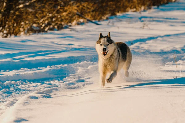 Husky Läuft Auf Verschneiter Straße Spuren Des Transports Wald Und — Stockfoto