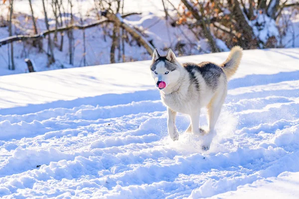 Vita Animale Natura Husky Sulla Caccia Invernale Giochi Cani Invernali — Foto Stock
