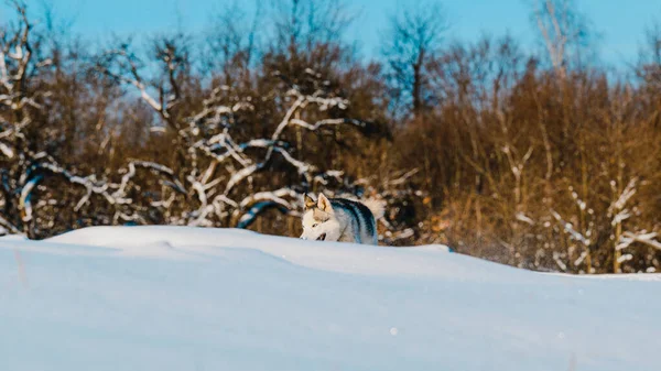 Życie Zwierząt Środowisku Naturalnym Huskies Polowaniu Zimowym Zimowe Gry Psów — Zdjęcie stockowe