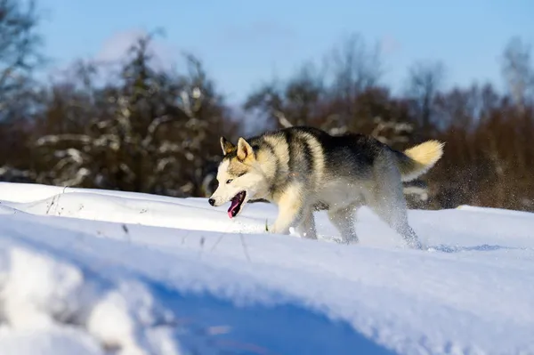 Сибирская Саночная Собака Милые Послушные Домашние Животные Портрет Собаки Снегу — стоковое фото