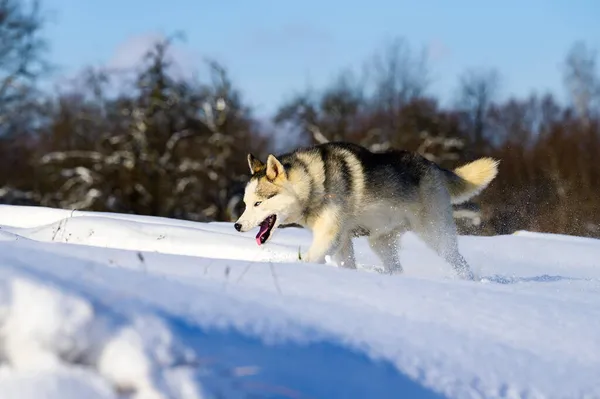 Syberyjski Husky Pies Sanie Słodkie Posłuszne Zwierzęta Domowe Portret Psa — Zdjęcie stockowe