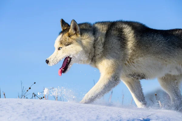 Siberian Husky Sled Dog Cute Obedient Pets Portrait Dog Snow — Stock Photo, Image