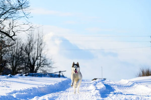 Husky Joggen Het Veld Besneeuwde Wegen Hond Rasechte Hond Ras — Stockfoto