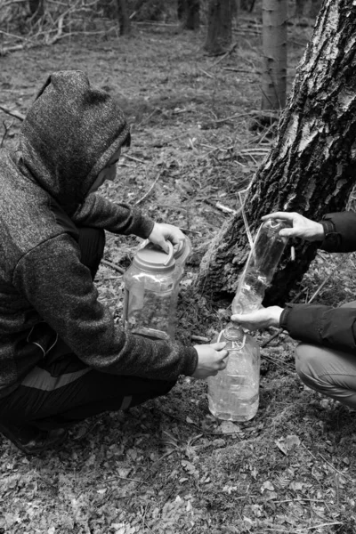 Útil Seiva Bétula Primavera Colheita Método Gotejamento Bétula Floresta Homens — Fotografia de Stock