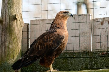 Birkaç şahinin bozkır akbabası, dağlık ve bozkırlarda yaşayan bir kırmızı kitap kuşu, hayvanat bahçesindeki bir kuş..