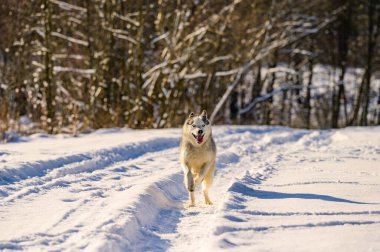 Kış yürüyüşü sırasında mutlu bir köpek, boğuk bir kızak köpeği, karda köpek oyunu, ormanda yürüme.