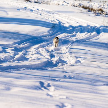 Husky karlı bir yolda koşar, ulaşım izleri, orman ve vahşi yaşam, kış mevsimi ve bir köpek.