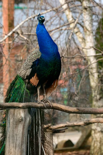 Pavo Genere Uccelli Della Famiglia Phasianidae Uccello Isolato Nello Zoo — Foto Stock