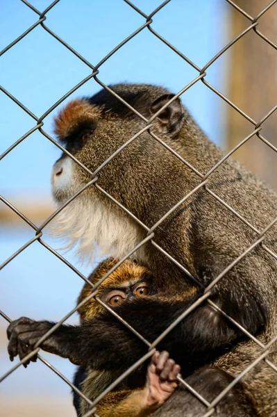 Singe Brazza Cercopithecus Zanectus Afrique Captivité Papillon Nuit Isolé Dans — Photo