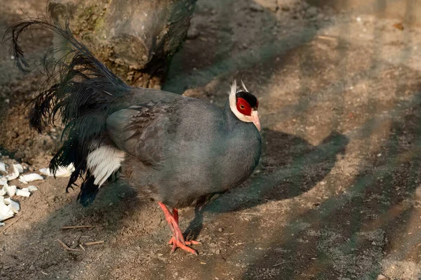 Faisan Bleu Oreilles Rapprochées Faisan Cage Ornithologie Zoo Épaisse Résistance — Photo