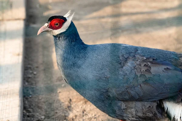 Faisan Bleu Oreilles Rapprochées Faisan Cage Ornithologie Zoo Épaisse Résistance — Photo