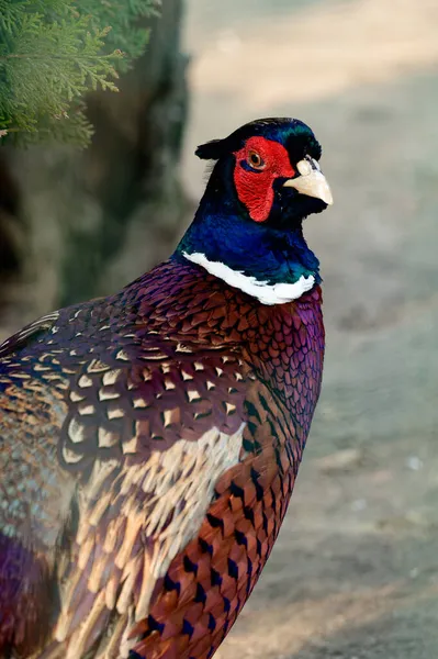キジ狩りハイブリッド 鶏の数の鳥 鳥の肖像画 — ストック写真