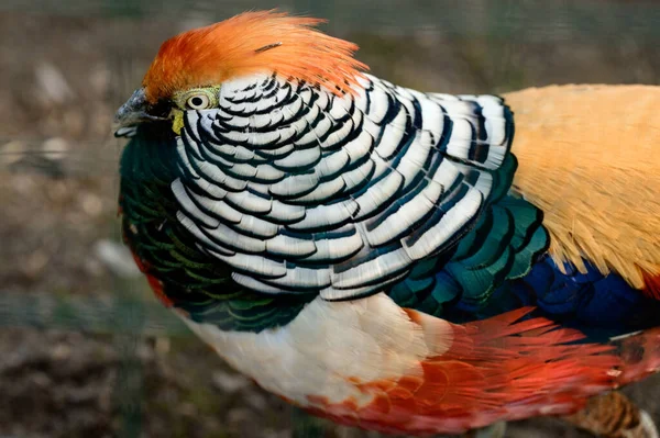 動物園のダイヤモンドキジ 鶏の数の鳥 色の鳥 長く縞模様の尾 — ストック写真