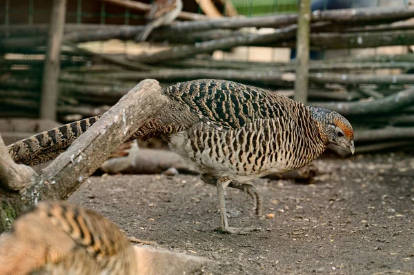 動物園での雌のキジ 数羽の鶏の鳥 昆虫を求めている雌 定住鳥 — ストック写真