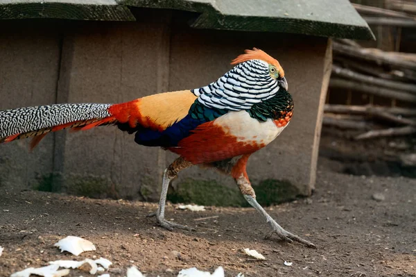 Faisan Diamant Dans Zoo Oiseau Certain Nombre Poulets Oiseau Couleur — Photo