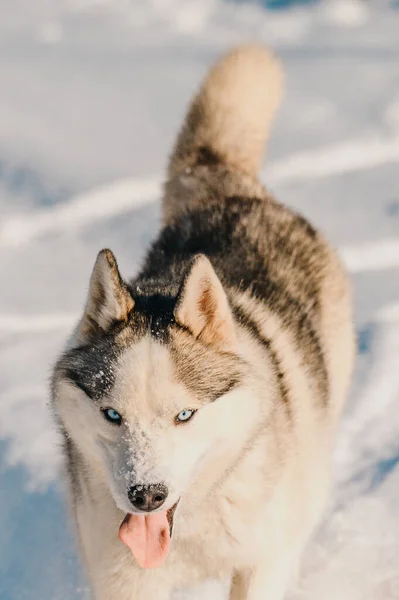 Счастливая Собака Время Зимней Прогулки Хаски Сани Собака Играющая Собака — стоковое фото