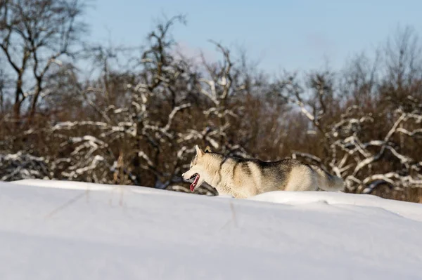 Tiere Freier Wildbahn Huskys Auf Winterjagd Winterspiele Für Hunde — Stockfoto