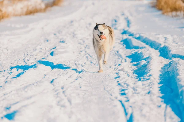 Husky Jogging Field Snowy Roads Dog Purebred Dog Breed — Stock Photo, Image