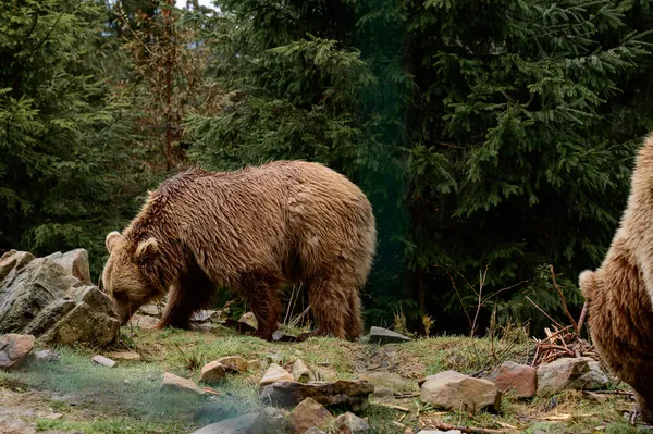 冬眠之后 棕熊穿过森林寻找食物 寻找喀尔巴阡山森林和它的居民 Synevyr冰川 — 图库照片