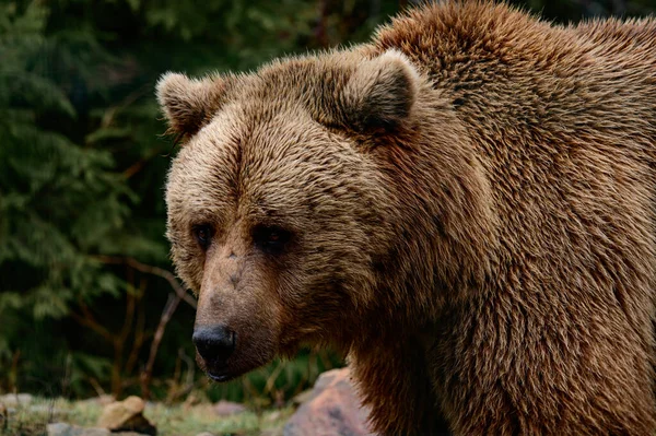 Hibernacji Niedźwiedź Brunatny Wędruje Przez Las Poszukiwaniu Pożywienia Karpackich Lasów — Zdjęcie stockowe